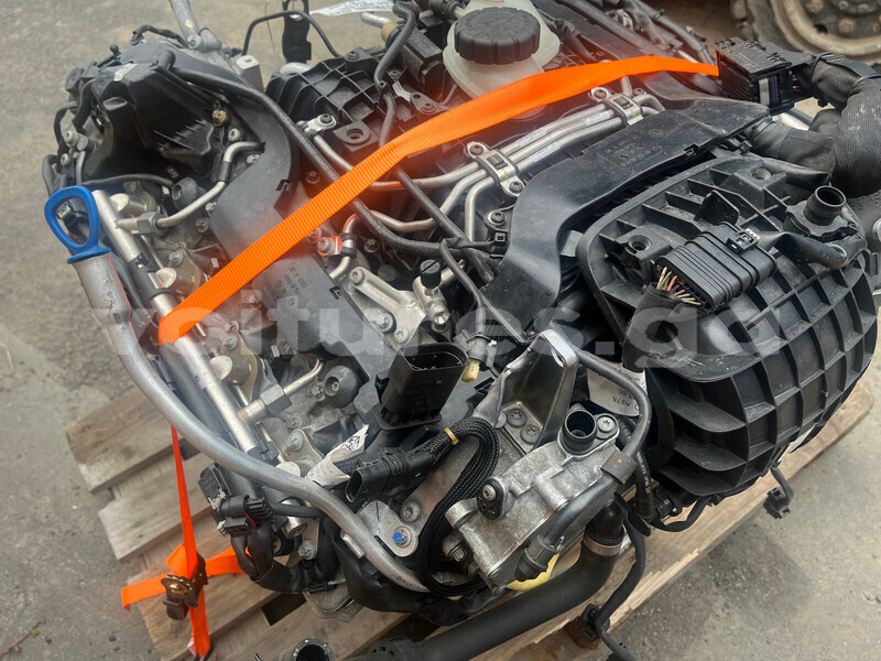 Big with watermark f